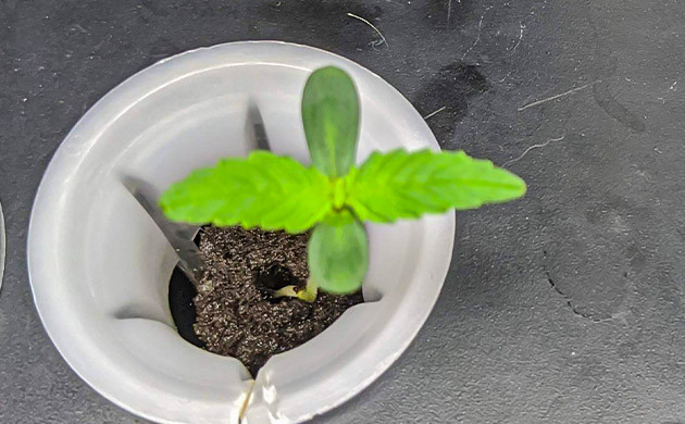 Вторая неделя выращивания ростков Auto Orange Bud Росток конопли в AeroGrow