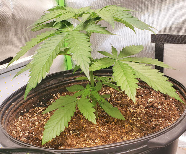 Увеличение удобрений для Cafe Racer Формирование кроны Cafe Racer