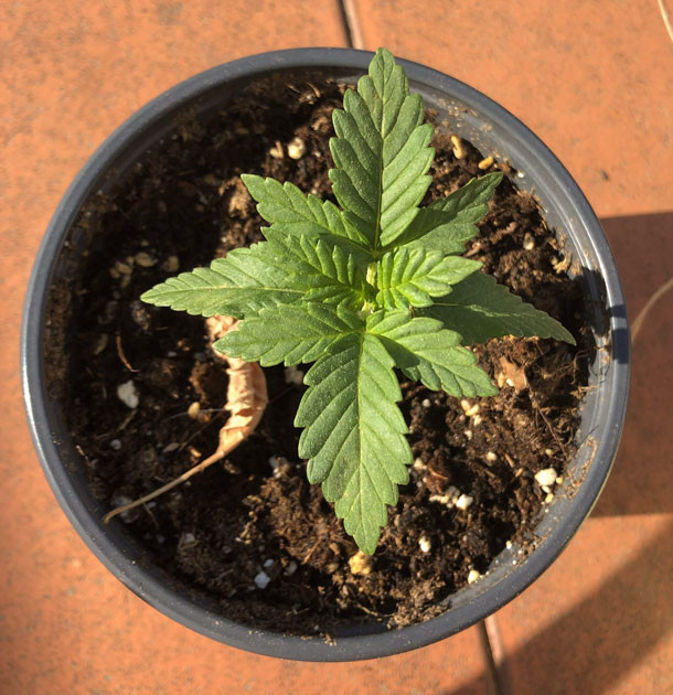 Atomical Haze растет без проблем Стабильное развитие и уверенный рост Atomical Haze