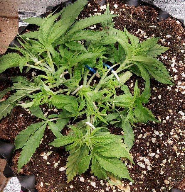 начало использования удобрений на 3 неделе выращивания 21 день выращивания Super Lemon Haze