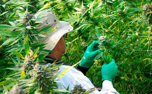 Когда в каннабисе формируется ТГК Роль трихом в производстве ТГК