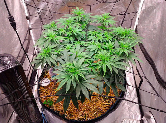 Установка сетки ScrOG на 8-9-й неделе Неделя 8-9: рост сорта конопли Blue Gelato 41
