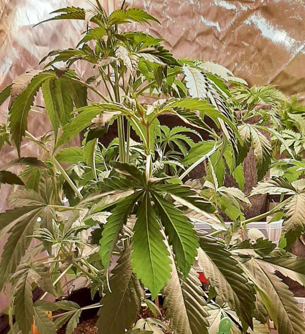 Завершение стадии вегетации на 8 неделе Высокий здоровый куст