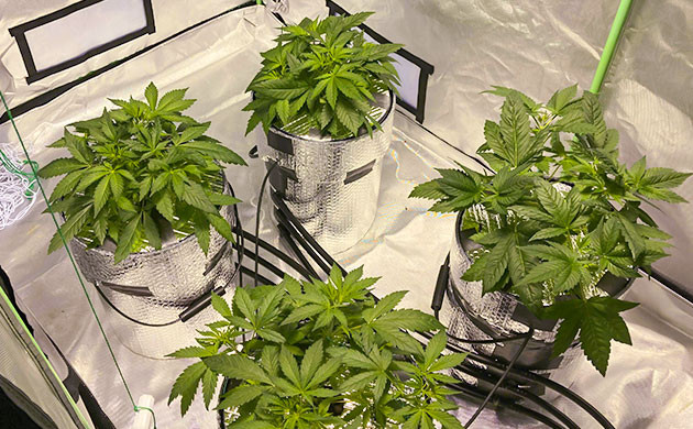 Окончание стадии вегетации Кусты на стадии вегетации