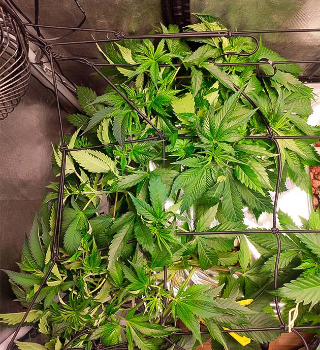 Натянул сетку ScrOG 5 неделя выращивания марихуаны