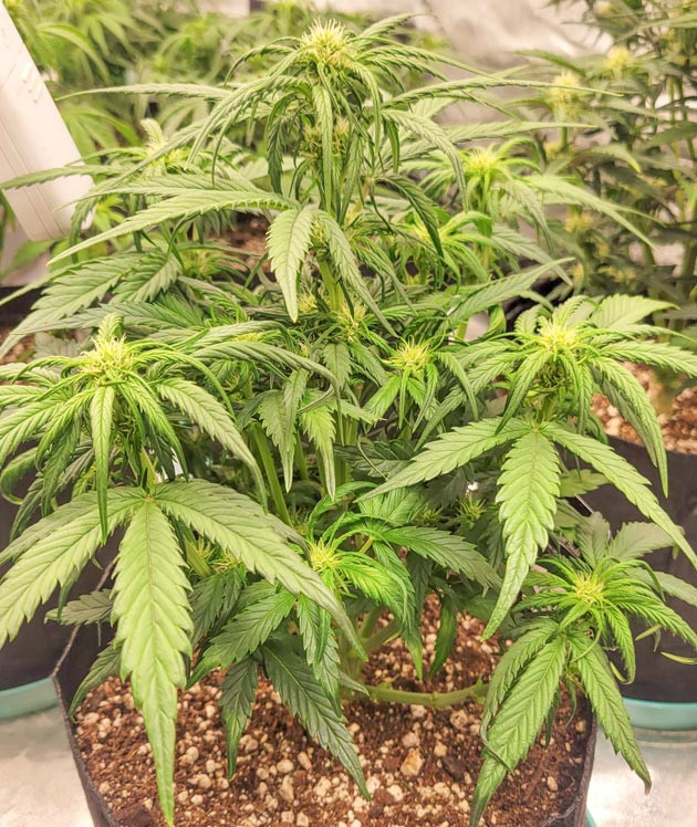 Выращивание сорта конопли Ztrawberriez Auto Тренировка растения Ztrawberriez Auto