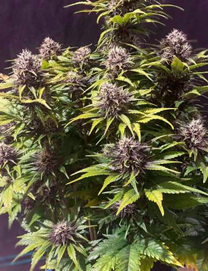 Седьмая неделя выращивания Куст с фиолетовыми соцветиями