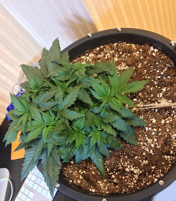 LST тренировка куста 5 неделя выращивания Jack Herer