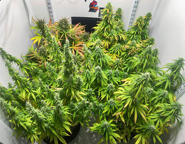 Набор массы шишек на 9 неделе Куст CMXL с красноватыми листьями в левом верхнем углу