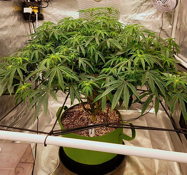 Старт цветения конопли Появление точек роста шишек