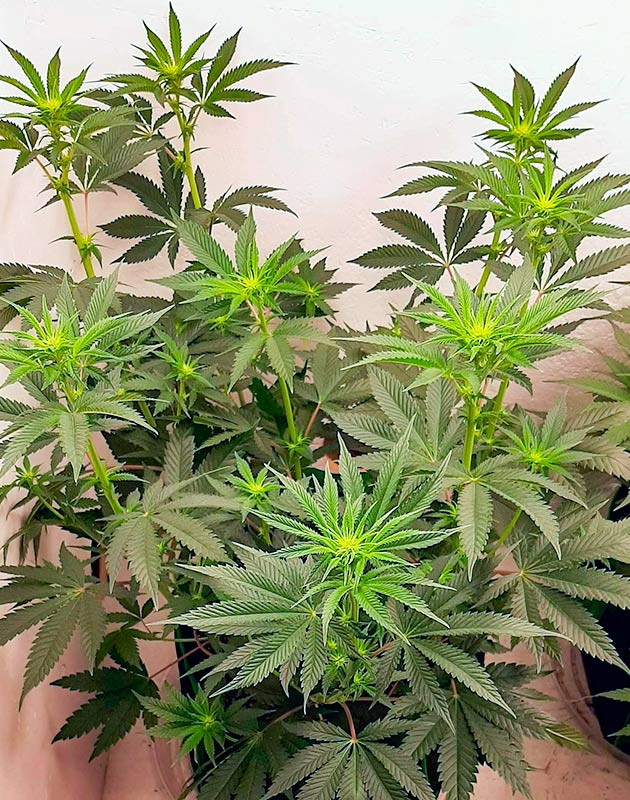 Развитие соцветий Куст Bruce Banner от Семяныч на стадии цветения