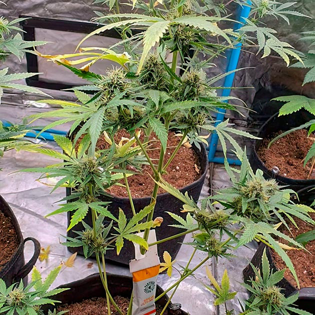 Куст Keep Frosted Guava Auto на 8 неделе выращивания