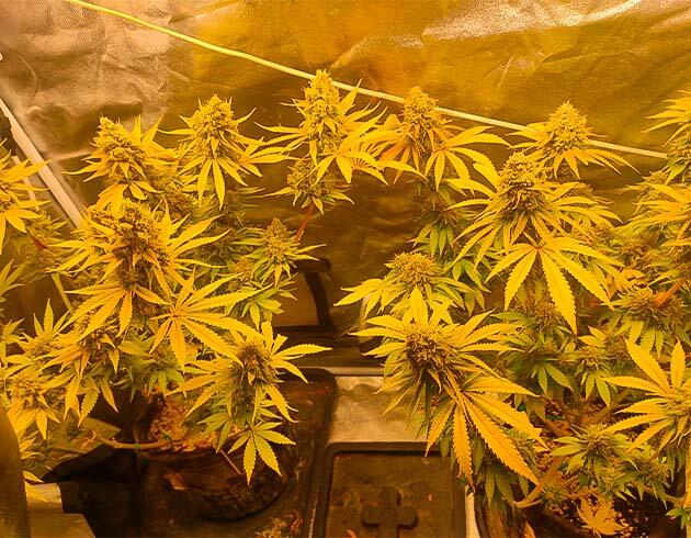 Промывка и терпеновый профиль марихуаны Кусты Black Widow от сидбанка Семяныч на 13 неделе развития