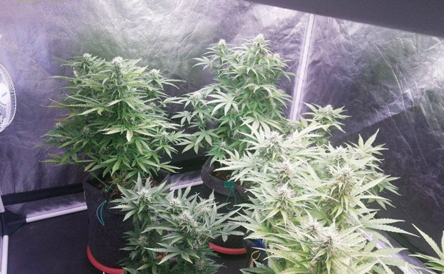 Удаление желтых листьев Цветущие кусты в боксе