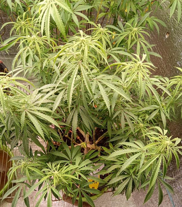 Дефолиации и состав подкормки для конопли Куст Gelato 2 Auto на 6 неделе выращивания