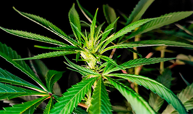 Куст Sweet Cherry Pie на цветении Цветение куста Sweet Cherry Pie