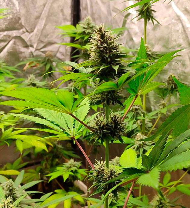 4 неделя цветения и аромат фруктов Кусты Blueberry Hill на 7 неделе выращивания