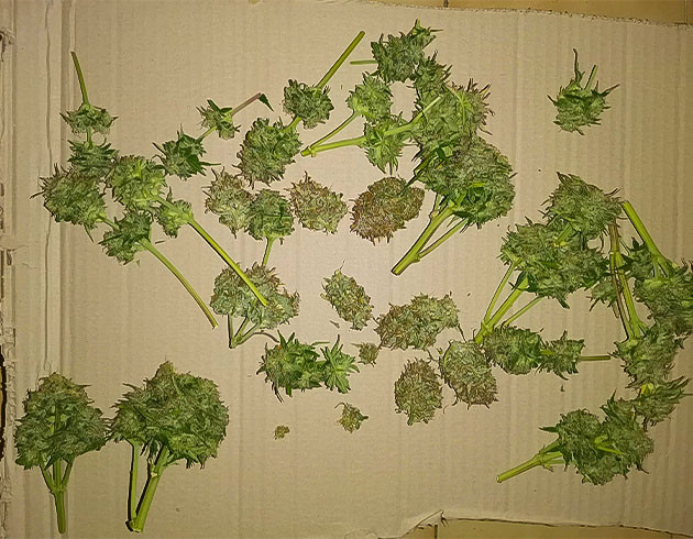 Получение урожая после сложного цикла выращивания Cream Caramel Auto: урожай после проблемного цикла