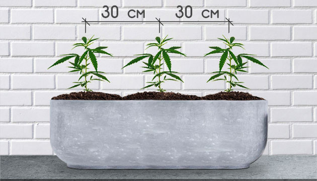 Лучшее время для использования сетки ScrOG Сажать растения на расстоянии 30 см