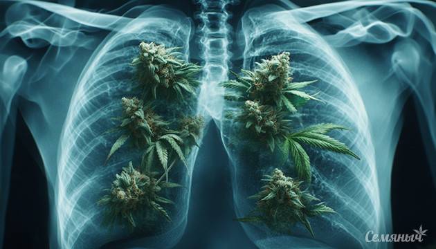 Вред для легких от курения каннабиса Как курение влияет на здоровье легких