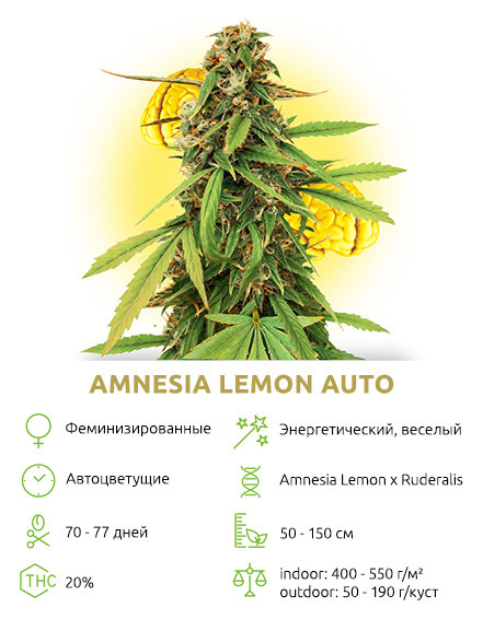 Бонус Auto Amnesia Lemon Auto Amnesia Lemon