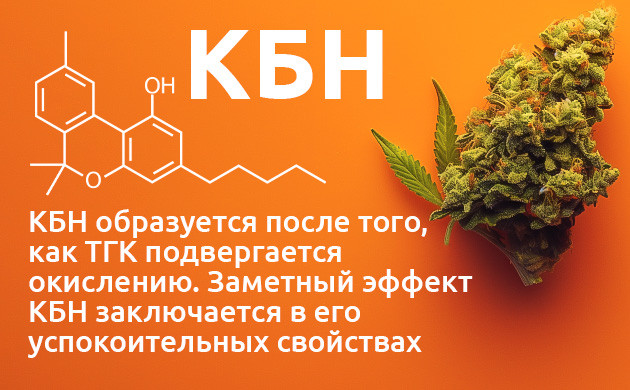 Каннабинол: особенности и свойства История и применение КБН