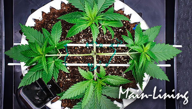 Техника Main Lining Main Lining