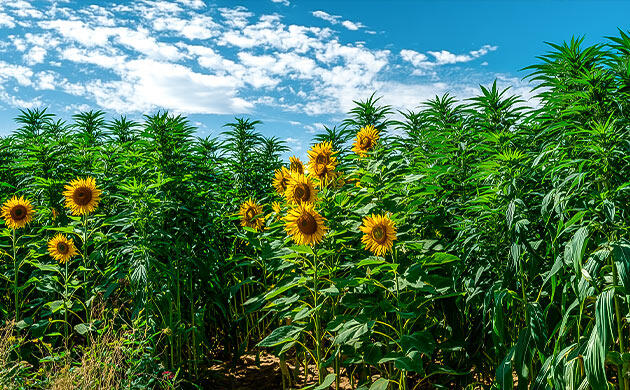 Как спрятать марихуану среди однолетних растений Каннабис среди высоких однолетних растений в саду