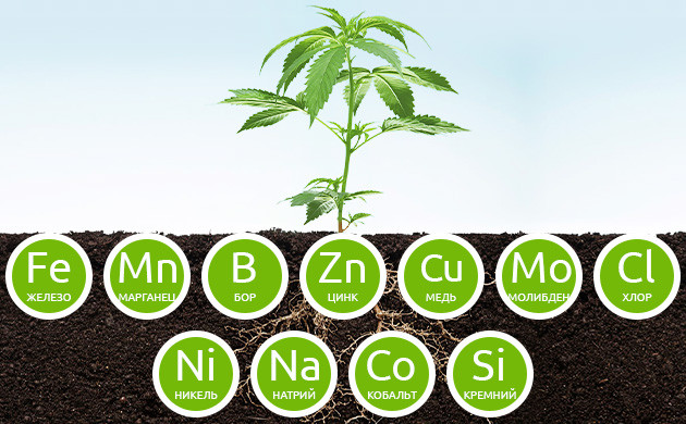 Основные микроэлементы каннабиса Список микроэлементов для питания конопли