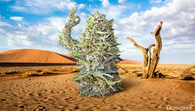 Неприхотливые автоцветущие сорта марихуаны для аутдора Неприхотливые автоцветы для открытого грунта