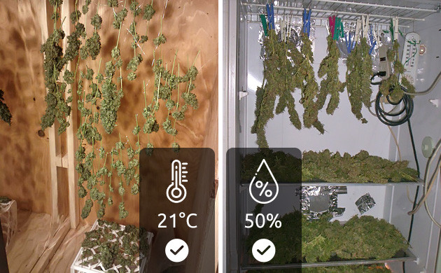 Какие показатели температуры и влажности подходят для сушки конопли Температура и влажность при сушке конопли