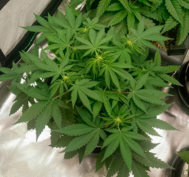 Полив марихуаны водой Куст конопли ростом 32 см