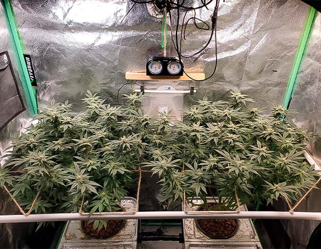 Конопля сорта Apple Betty на 9 неделе выращивания Активный рост марихуаны