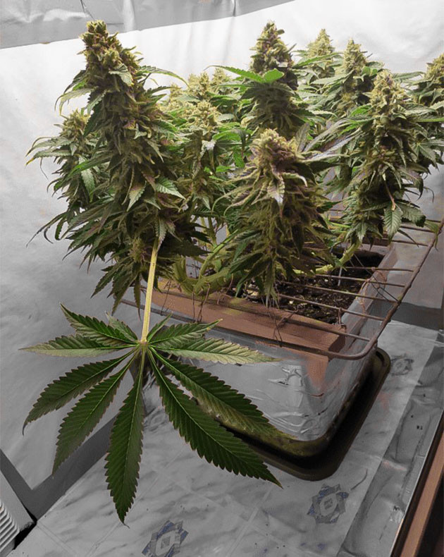 Удаление листвы перед харвестом Появление янтарных трихом