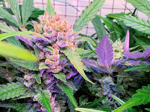 Уменьшение количества удобрений перед харвестом Соцветия Runtz XL Auto на 11 неделе выращивания