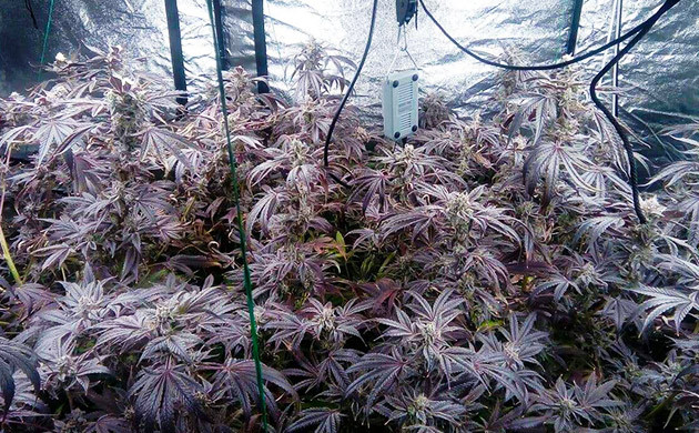 Заключительная неделя грова Цветущие фиолетовые кусты