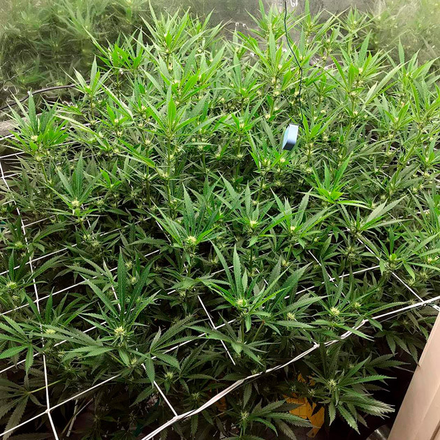 17 неделя выращивания Цветущий куст ростом 150 см