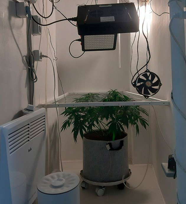 Перевод Glue Sherbet на световой режим 12/12 Цветение куста Glue Sherbet