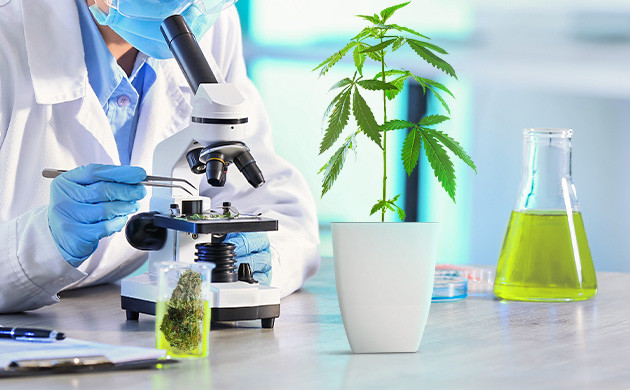 Производство каннабиноидов с помощью дрожжей Лабораторные исследования конопли