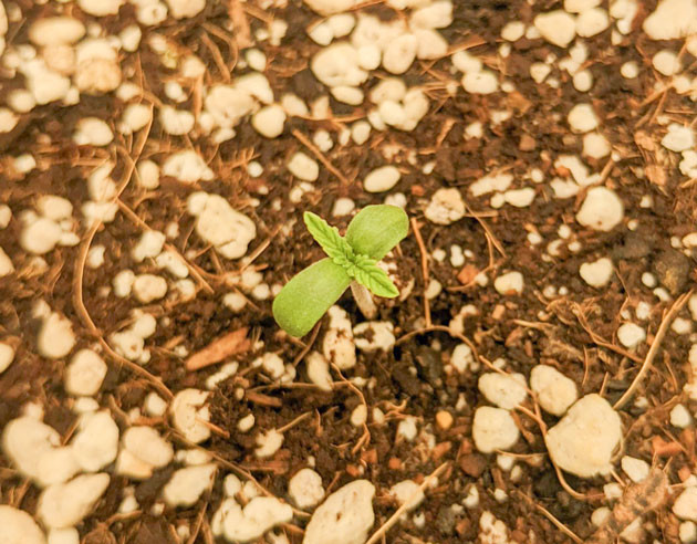 Начало выращивания Bruce Banner Auto Проращивание семян Bruce Banner Auto