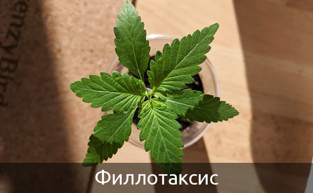 Мутация филлотаксис Три узла листьев