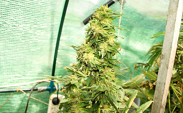 Восьмая неделя цветения Цветущая ветка каннабиса