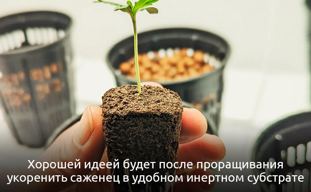 Проблемы с рассадой в гидропонике Увядание рассады конопли