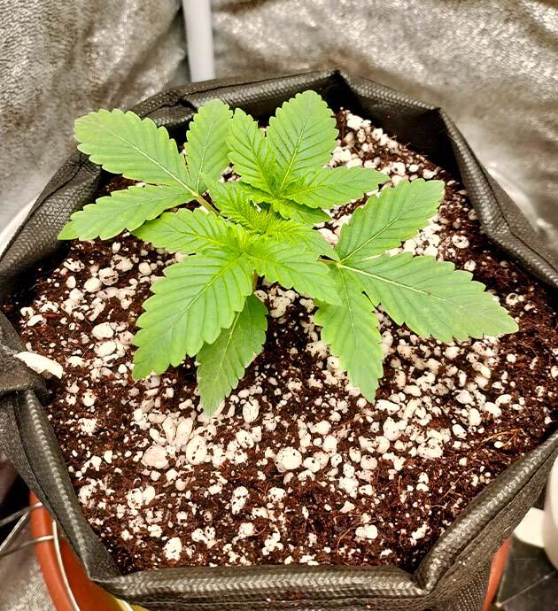 Пересадка марихуаныы Конопля на стадии вегетации