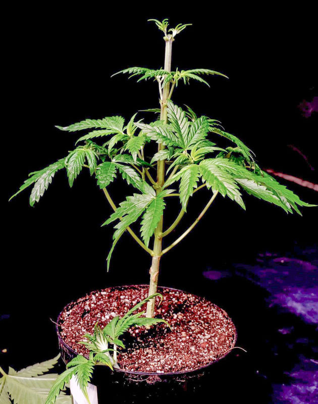 Завершение работы с верхушкой кроны Lemon Citron Быстрое заживление и возвращение к росту Lemon Citron