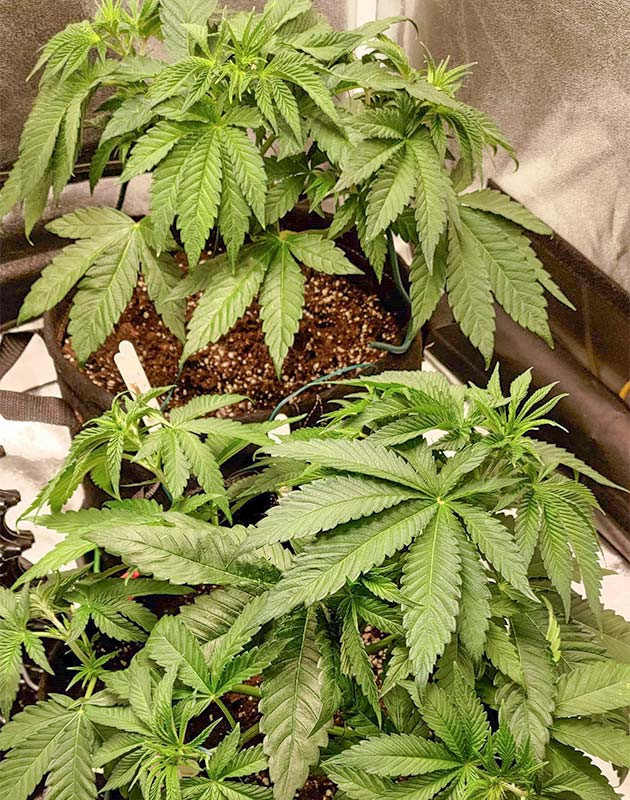 Восстановление после стресса и уход за Lemon Tree Уход за растениями после пересадки