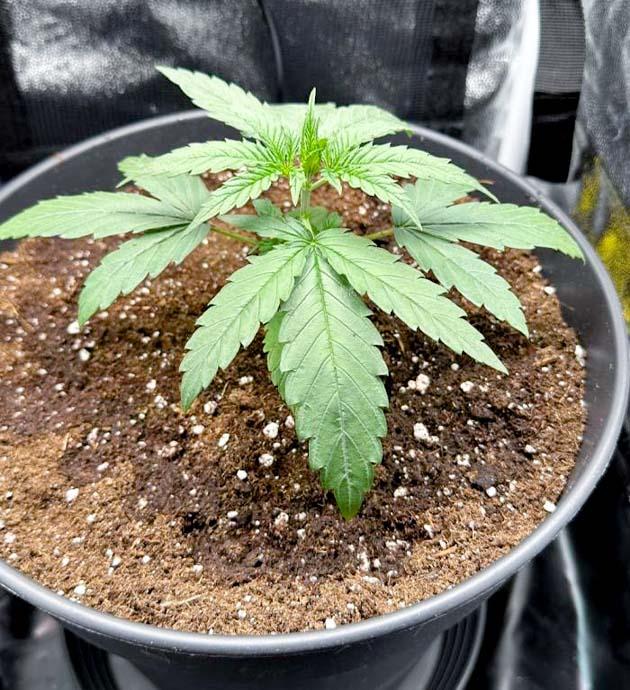 Рост марихуаны Растишка Mimosa Evo от Barney’s Farm на 3 неделе