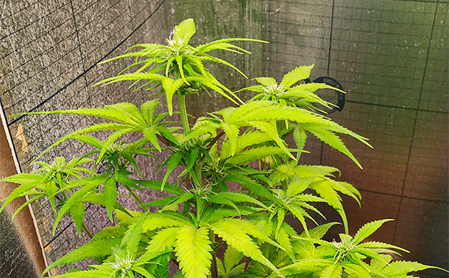 Начало стадии цветения Появление бутонов на кусте