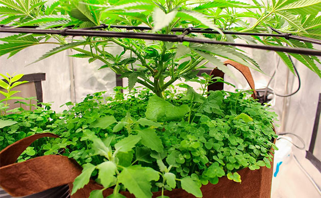 Стимуляция цветения сорта Sugar Bomb Punch Перевод на цветение растения Sugar Bomb Punch