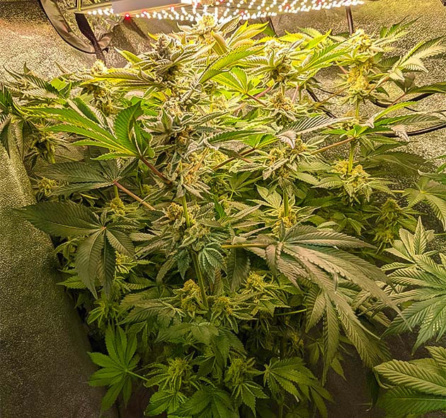 Blue Gelato 41 дневник по выращиванию подготовка к харвесту Blue Gelato 41